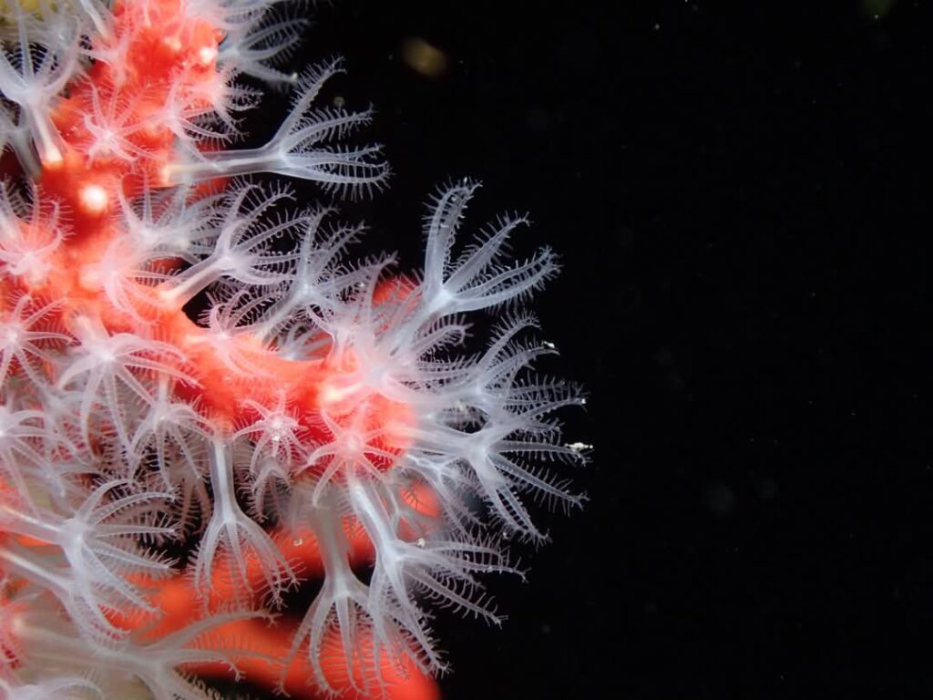 Polypes de corail rouge