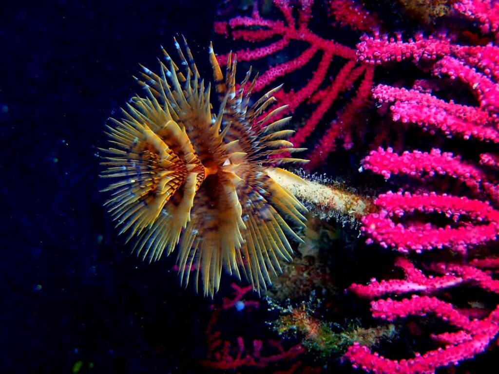Spirographe et gorgone rose